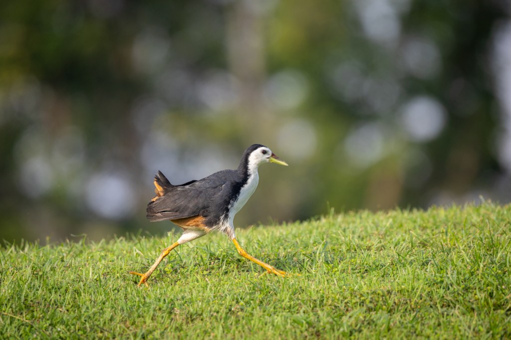 White-breasted Waterhen @ Jurong Lake Gardens, Singapore.