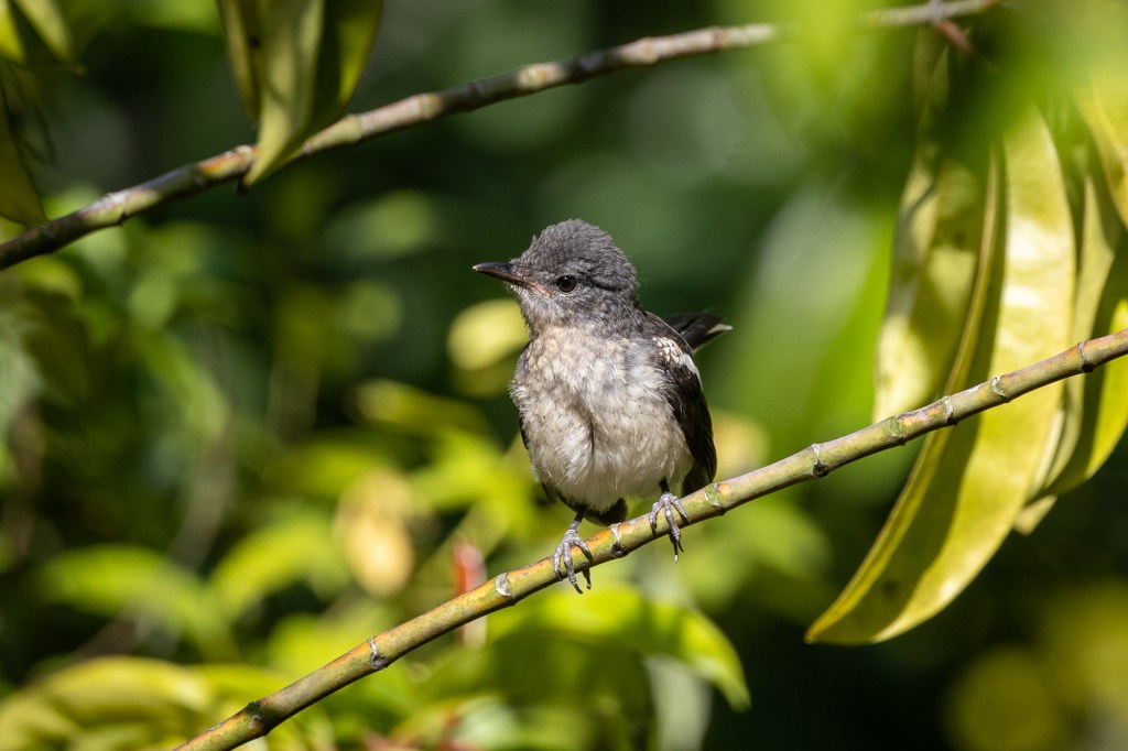 Oriental Magpie Robin (juvenile) @ Jurong Lake Gardens, Singapore.
