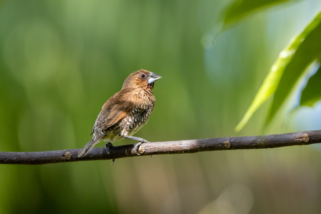 Scaly-breasted Munia @ Jurong Lake Gardens, Singapore.