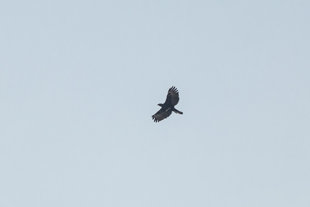 Changeable Hawk Eagle @ Bukit Gombak Park, Singapore.