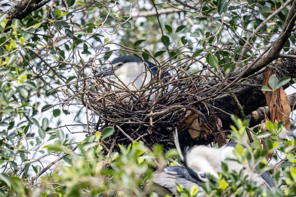 Black-crowned Night Heron at Daan Forest Park, Taiwan.