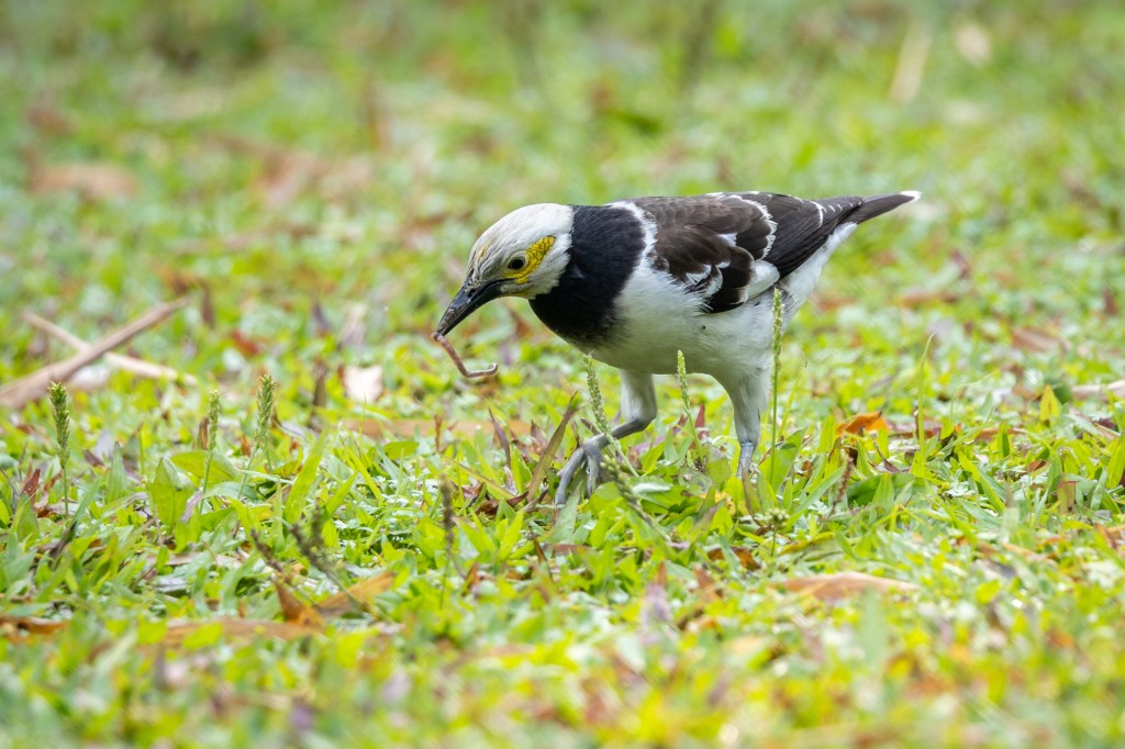 Black-collared Starling at Daan Forest Park, Taiwan.