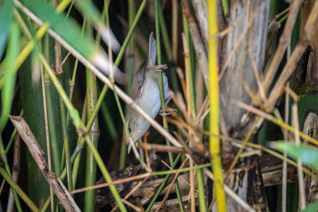 Manchurian Bush Warbler  at Daan Forest Park