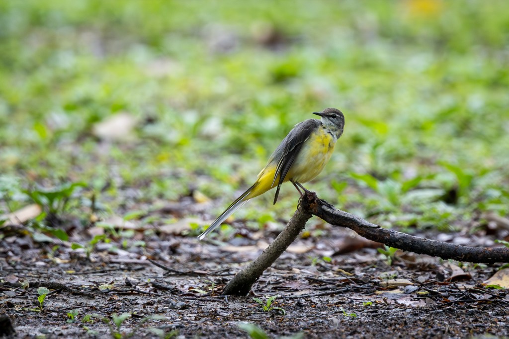 Grey Wagtail at Daan Forest Park, Taiwan.