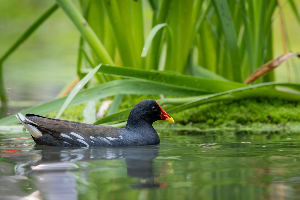 Common Moorhen at Daan Forest Park, Taiwan.