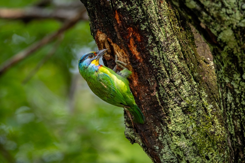 Taiwan Barbet at Daan Forest Park, Taiwan.
