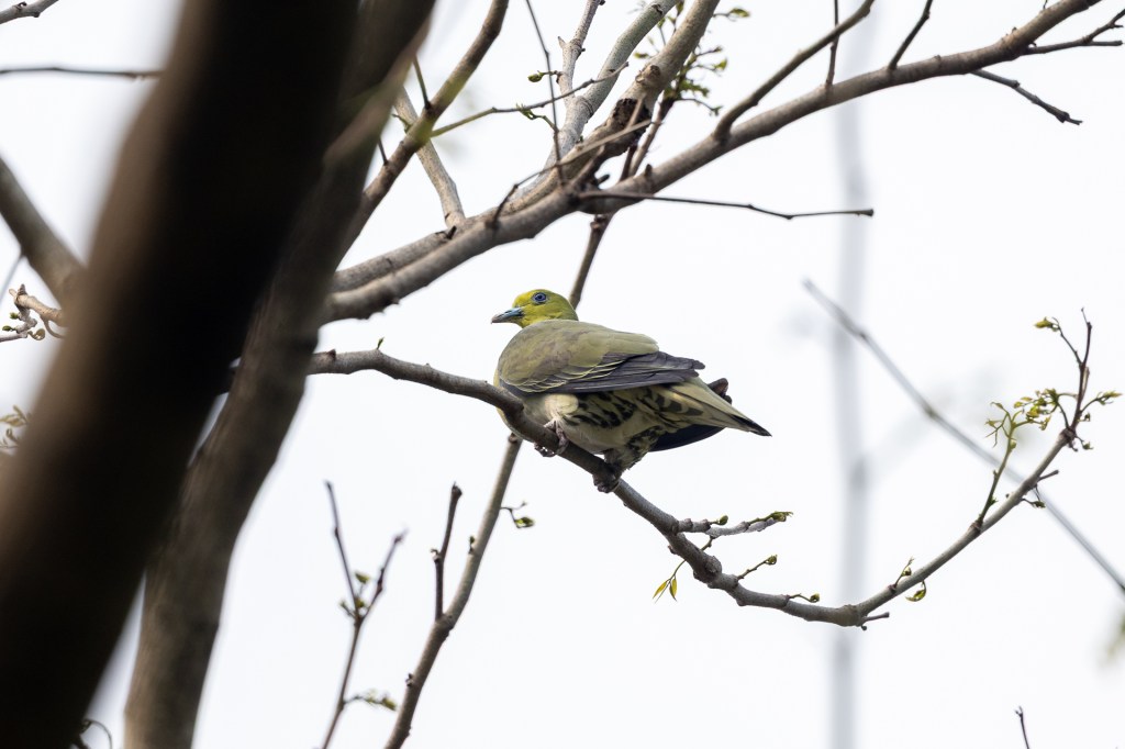 White-bellied Green Pigeon at Daan Forest Park