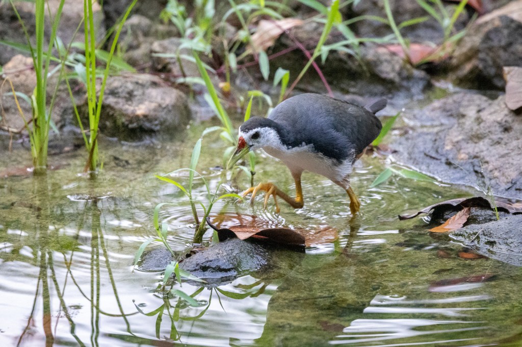 White-breasted Waterhen @ Jurong Lake Gardens