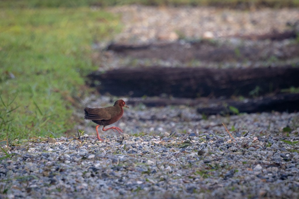 Ruddy-breasted Crake @ Jurong Lake Gardens