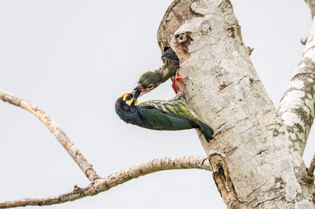 Coppersmith Barbet nesting at Jurong Lake Gardens, Singapore.
