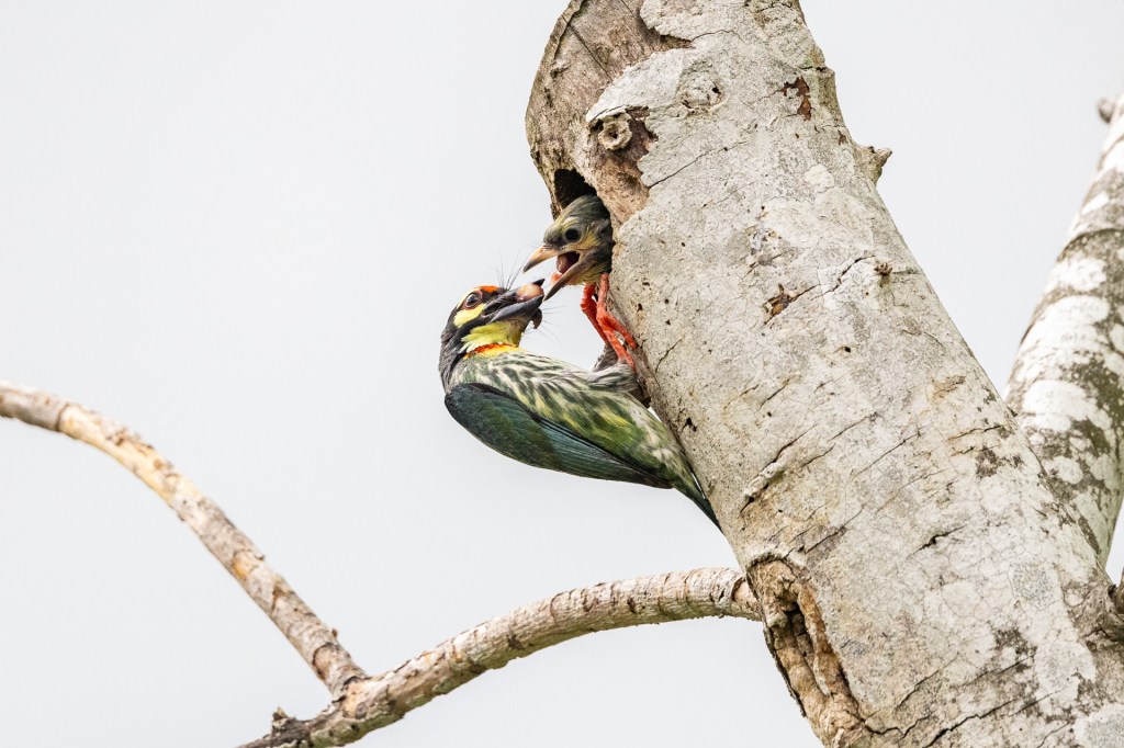 Coppersmith Barbet nesting at Jurong Lake Gardens, Singapore.
