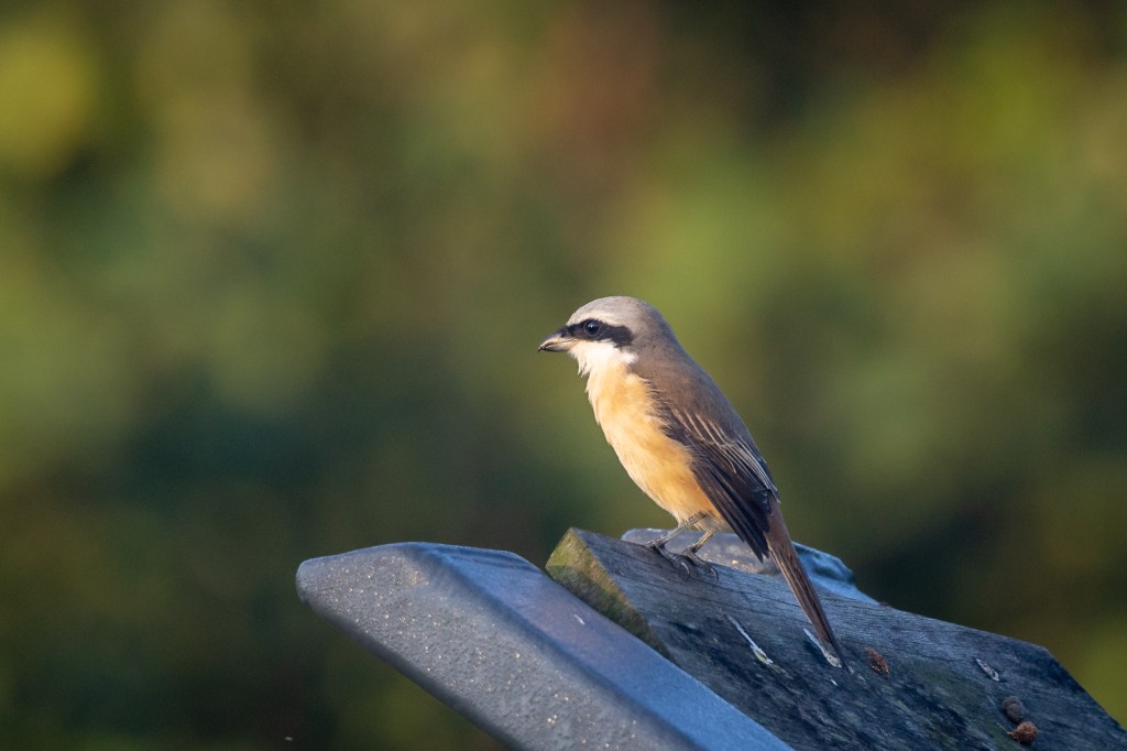Brown Shrike @ Jurong Lake Gardens, Singapore