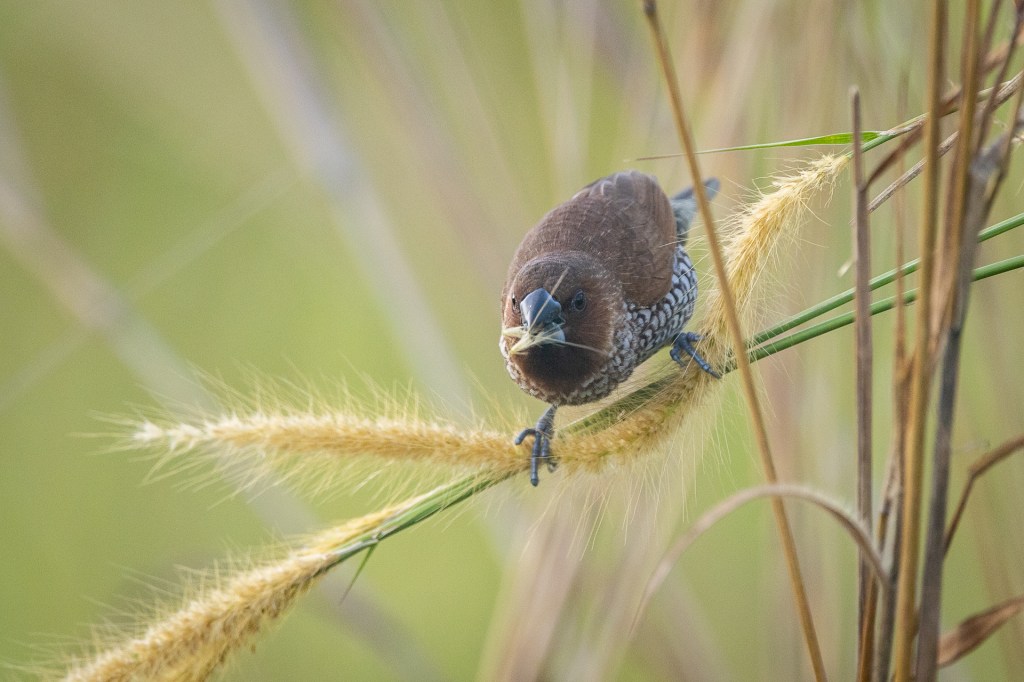 Scaly-breasted Munia @ Jurong Lake Gardens, Singapore