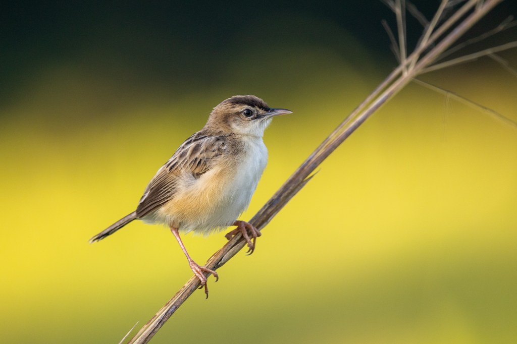 Zitting Cisticola @ Jurong Lake Gardens, Singapore