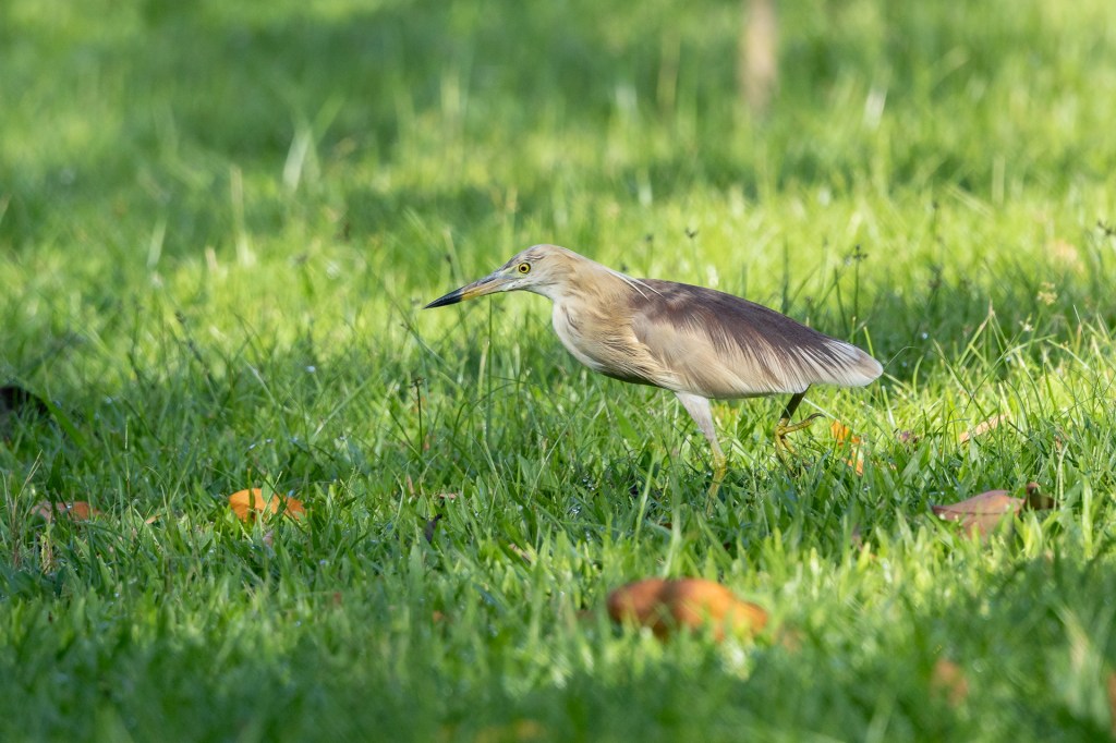 Indian Pond Heron @ Jurong Lake Gardens, Singapore