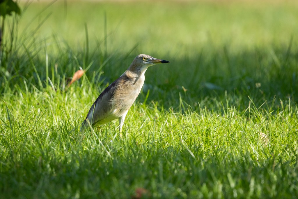 Indian Pond Heron @ Jurong Lake Gardens, Singapore