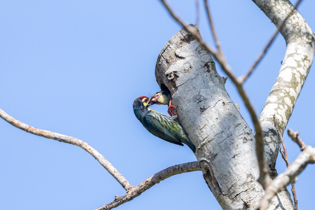 Coppersmith Barbet nesting at Jurong Lake Gardens, Singapore.