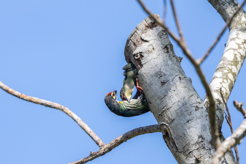 Coppersmith Barbet nesting at Jurong Lake Gardens, Singapore.