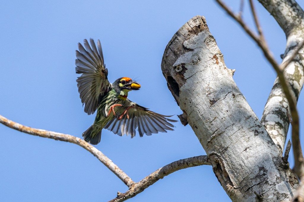 Coppersmith Barbet nesting at Jurong Lake Gardens, Singapore.