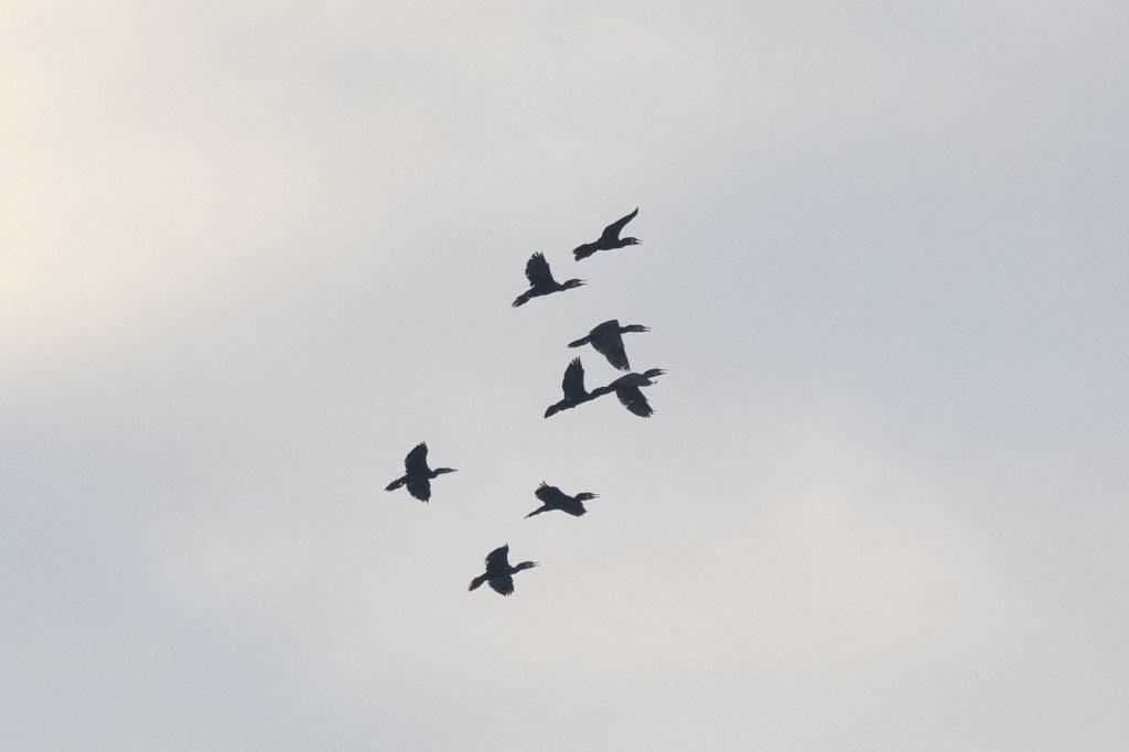 Great Cormorants @ Marina Grove, Singapore