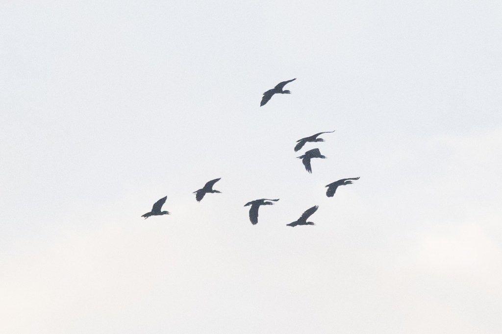 Great Cormorants @ Marina Grove, Singapore