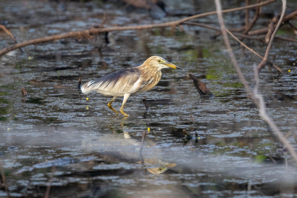 Javan Pond Heron @ Marina Grove, Singapore