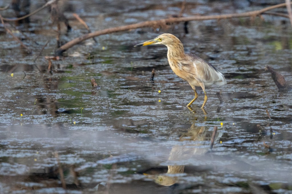 Javan Pond Heron @ Marina Grove, Singapore