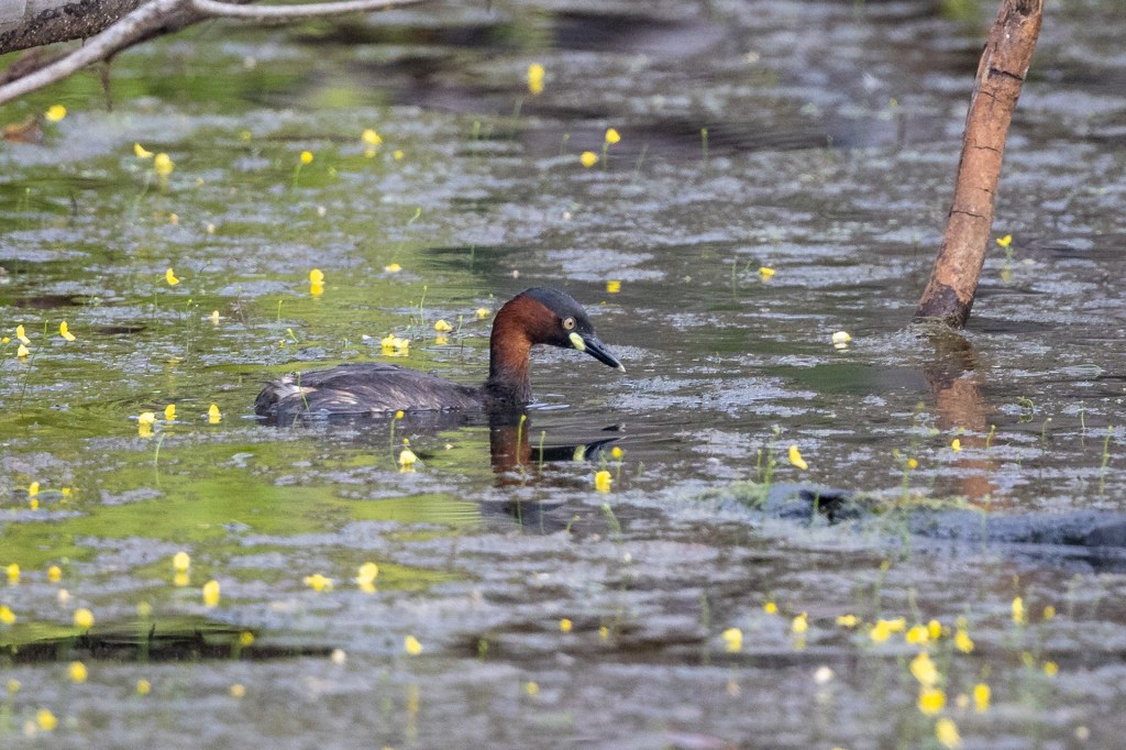 Little Grebe @ Marina Grove, Singapore