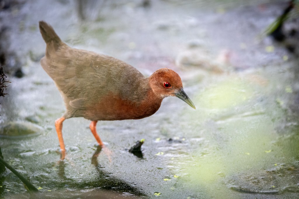 Ruddy-breasted Crake @ Marina Grove, Singapore