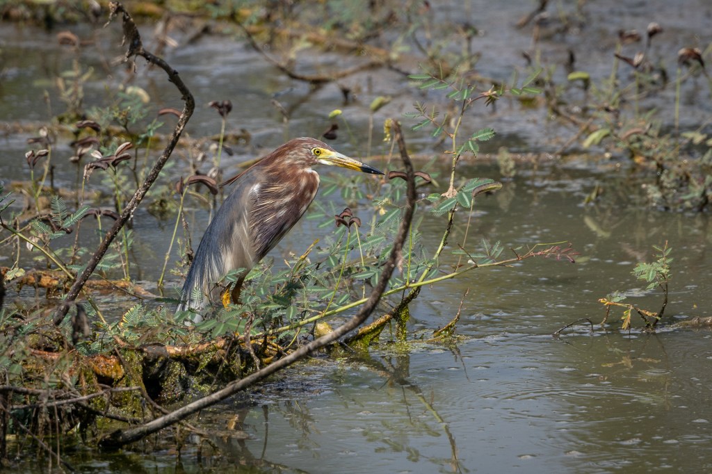Chinese Pond Heron @ Park Street, Singapore