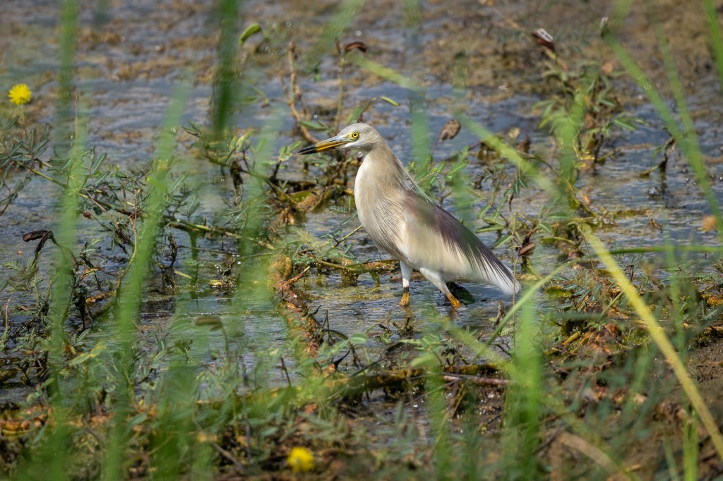 Indian Pond Heron @ Park Street, Singapore