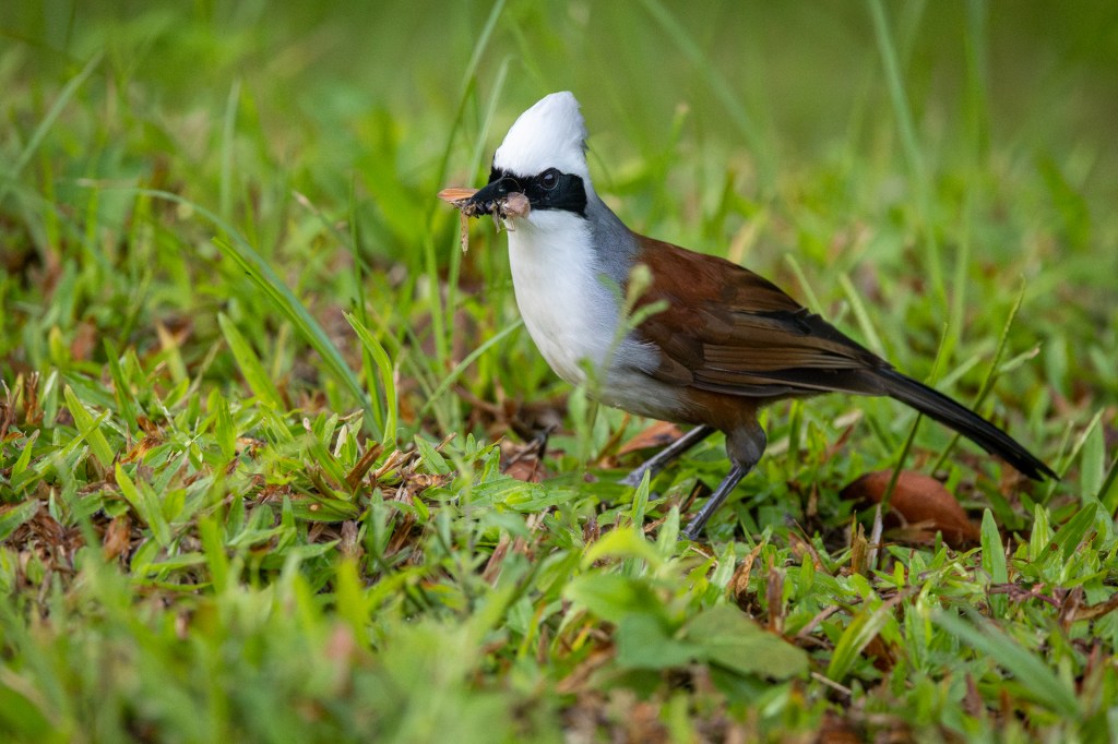 White-crested Laughingthrush @ Bukit Gombak Park