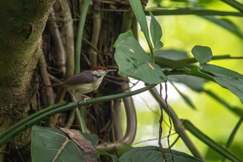 Rufous-tailed Tailorbird @ Dairy Farm Nature Park
