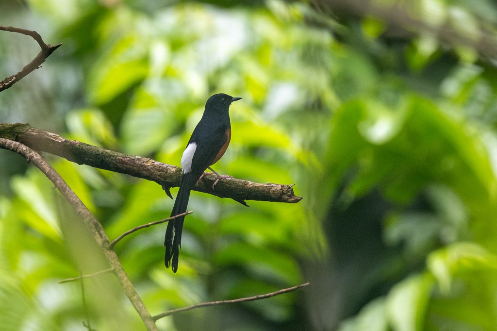 White-rumped Shama @ Dairy Farm Nature Park
