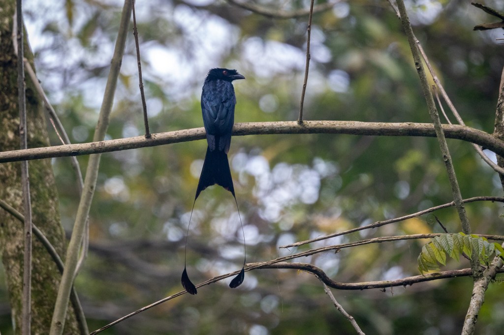 Greater Racket-tailed Drongo @ Dairy Farm Nature Park