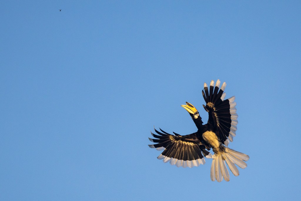 Oriental Pied Hornbill @ Hampstead Wetlands Park