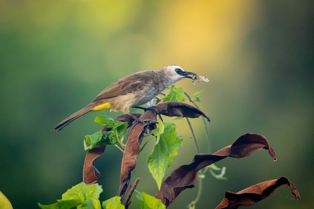 Yellow-vented Bulbul @ Hampstead Wetlands Park