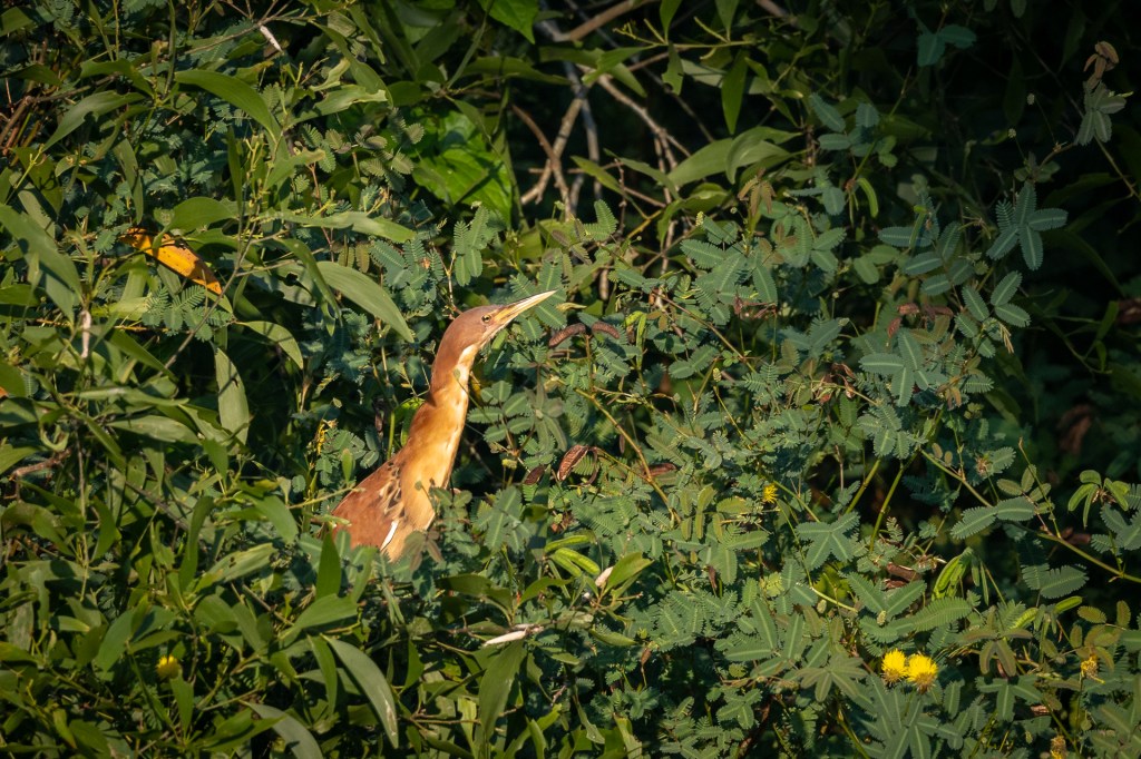 Cinnamon Bittern @ Hampstead Wetlands Park