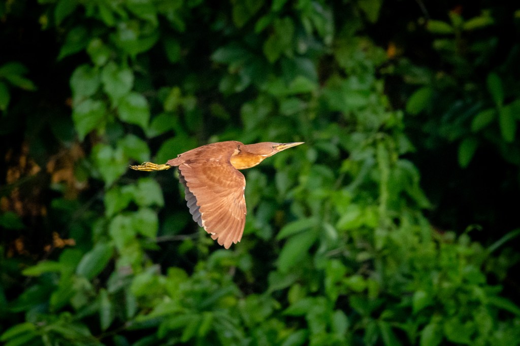 Cinnamon Bittern @ Hampstead Wetlands Park