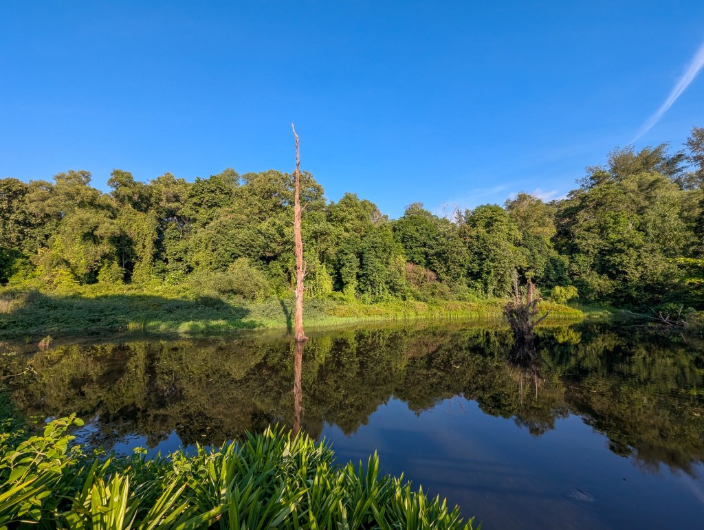 Pond @ Hampstead Wetlands Park