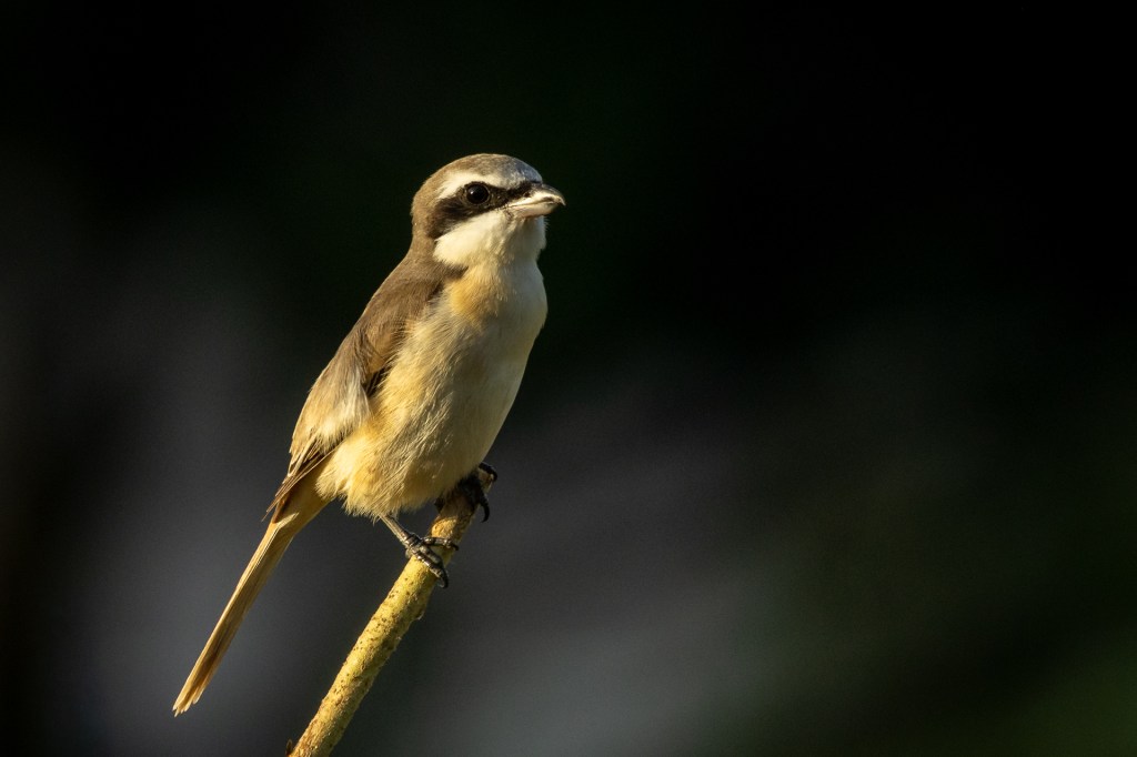 Brown shrike @ Bukit Gombak Park