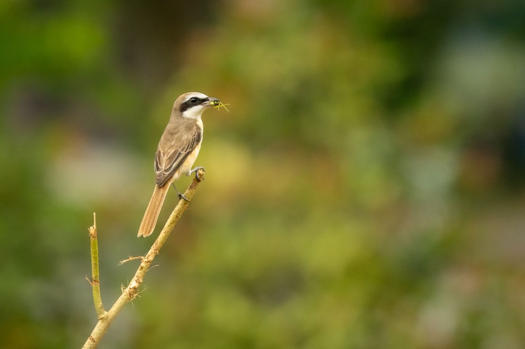 Brown shrike @ Bukit Gombak Park