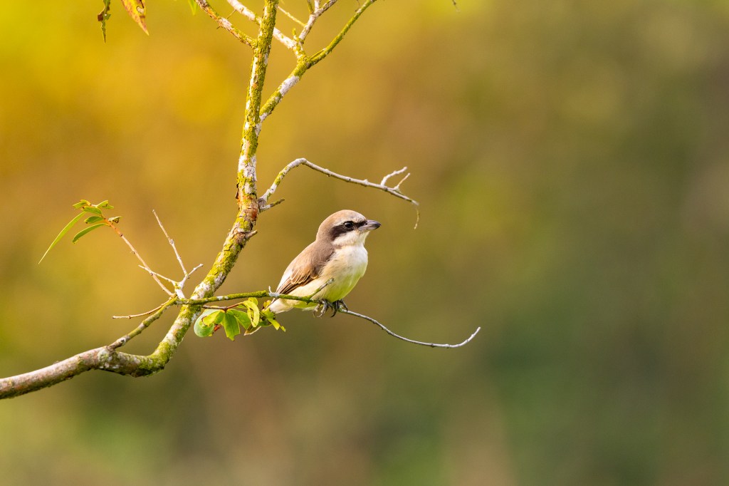 Brown shrike @ Bukit Gombak Park
