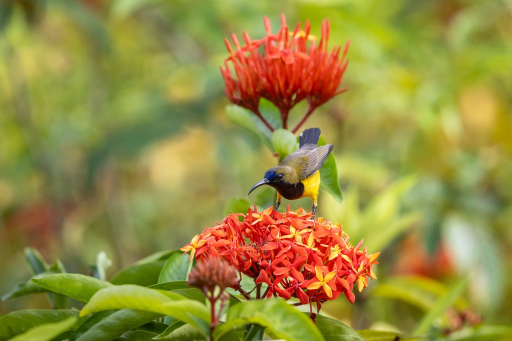 Ornate Sunbird @ Jurong Lake Gardens, Singapore.
