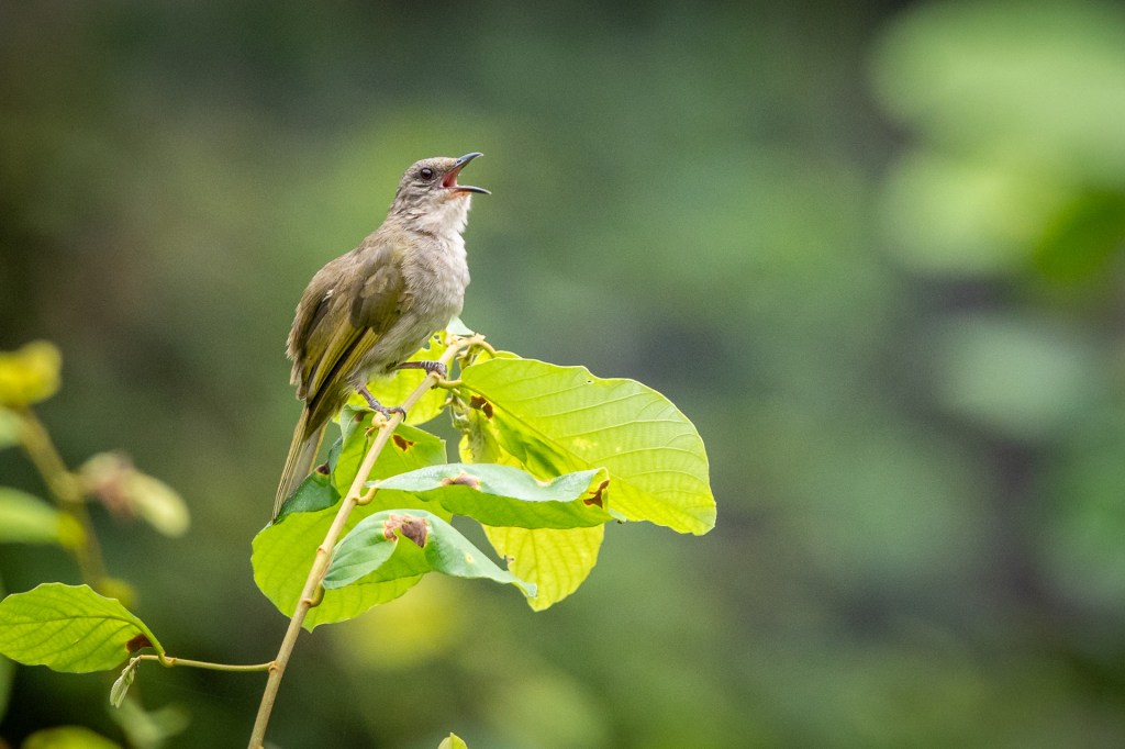 Olive-winged Bulbul @ Jalan Asas / Singapore Quarry, Singapore