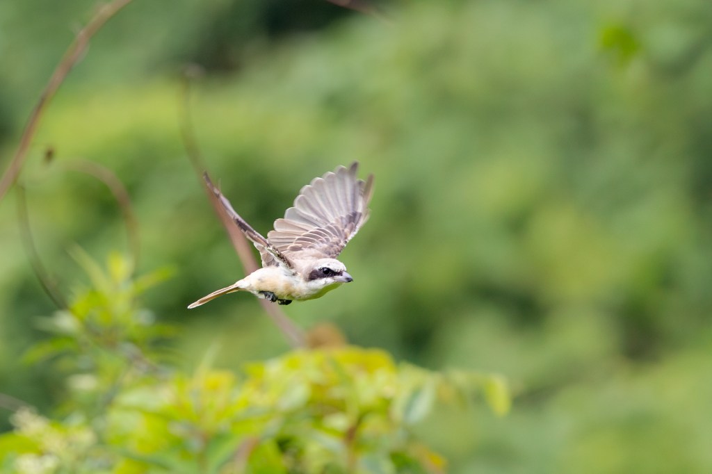 Brown shrike @ Bukit Gombak Park