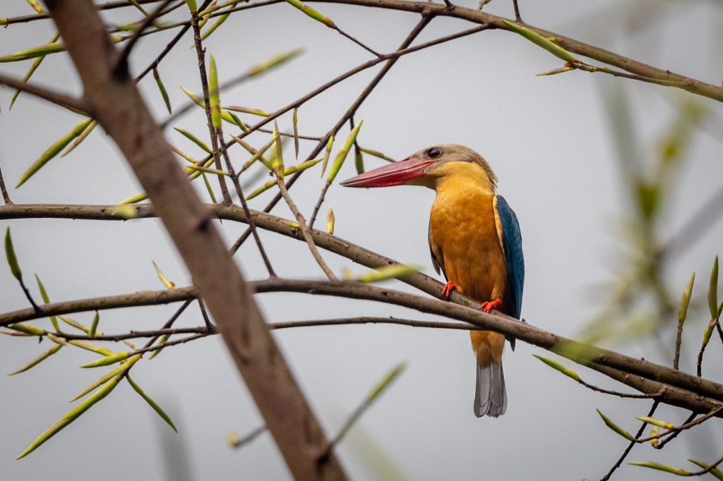Stork-billed Kingfisher @ Jalan Asas / Singapore Quarry, Singapore