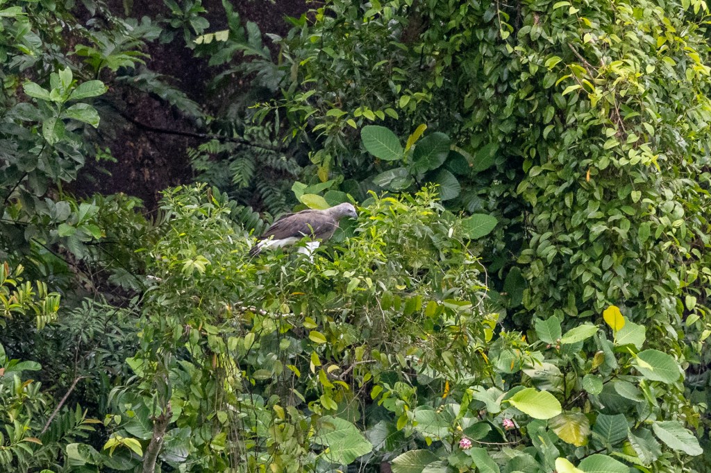 Gray-headed Fish Eagle @ Jalan Asas / Singapore Quarry, Singapore