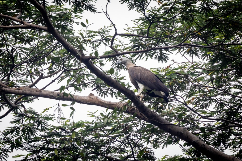 Gray-headed Fish Eagle @ Jalan Asas / Singapore Quarry, Singapore