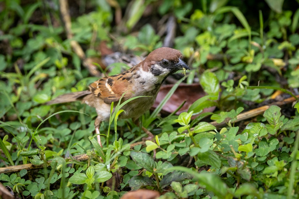 Eurasian Tree Sparrow @ Jalan Asas / Singapore Quarry, Singapore